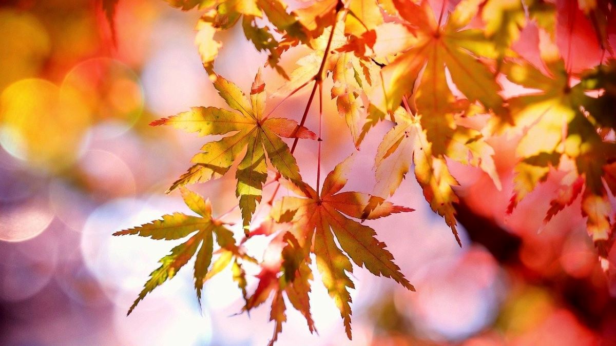 colorful fall foliage
