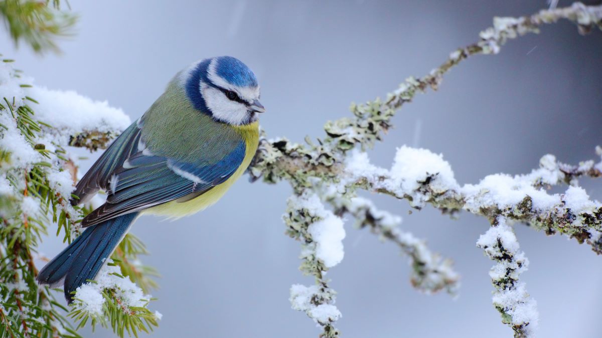 blue tit bird on snowy branch