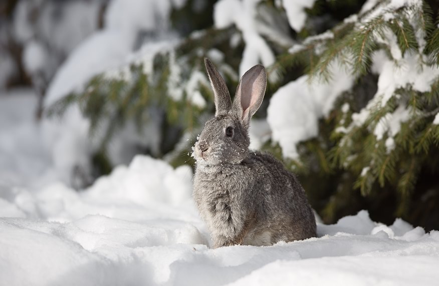 a wild rabbit in snow
