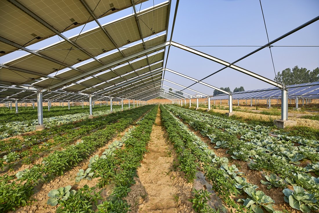 crops growing under photovoltaic cells