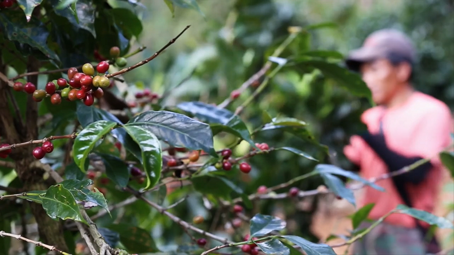 coffee beans on tree with grower in distance