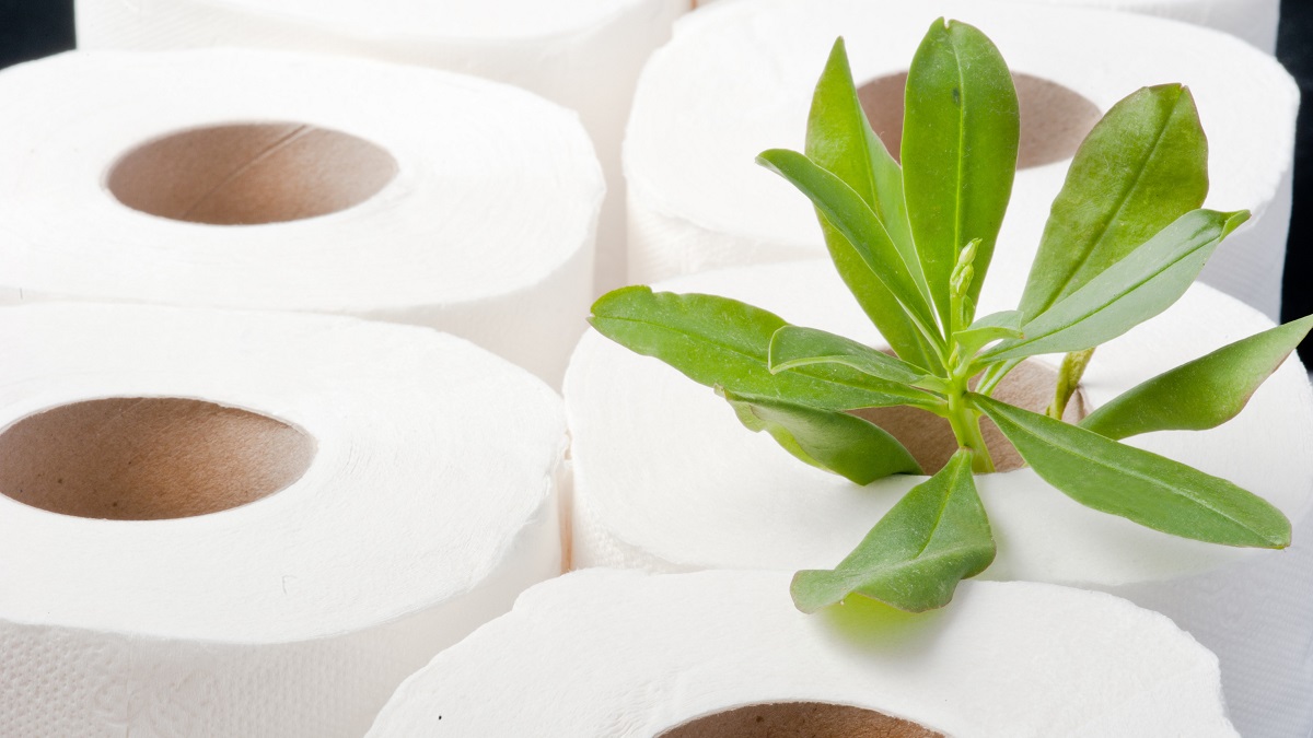 Toilet paper rolls and green plant