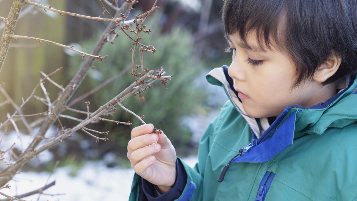 Young boy looking at buds on tree in winter scene