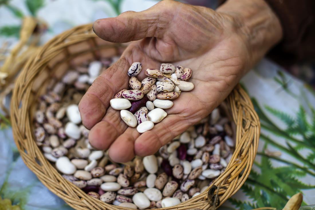 photo of Legumes for Sustainable Food Systems image