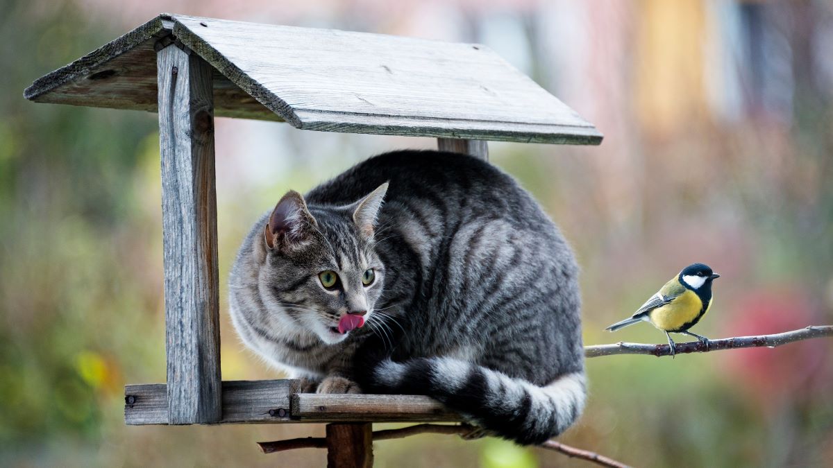 cat hunting a songbird