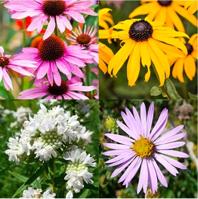 Summer Pollinator Garden Pack from NatureHills