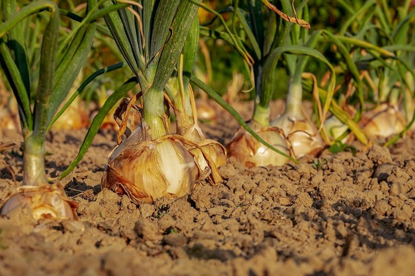Onions growing in the soil