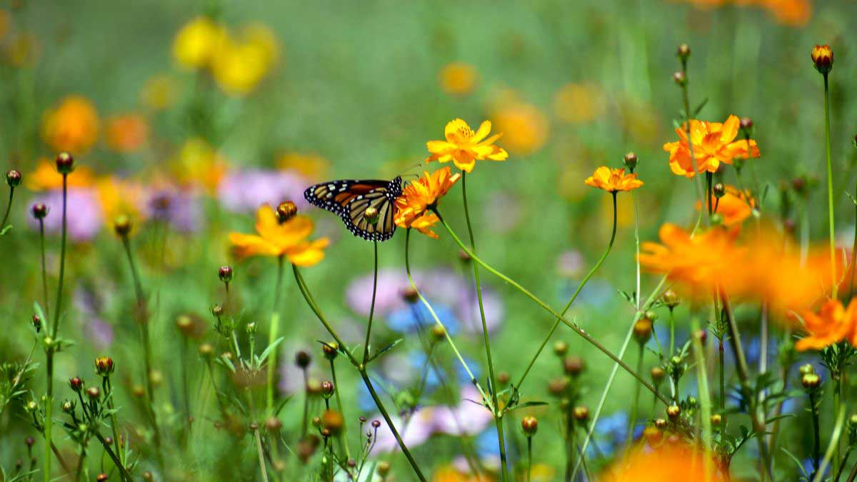 Plant a Pollinator Garden To Support Butterflies, Bees, & Birds - Earth911