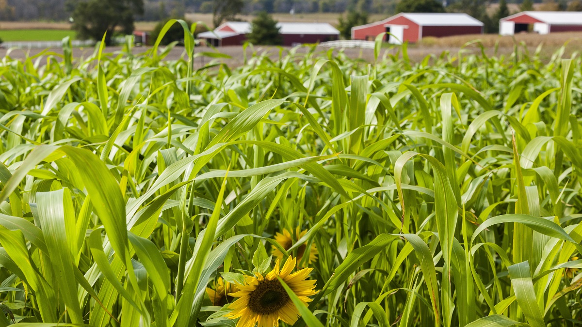 A cover crop field with sudangrass and sunflowers overlooking red farm buildings