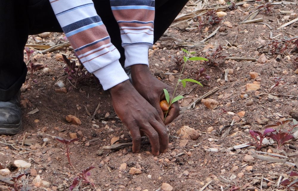 Planting a tree in Zimbabwe