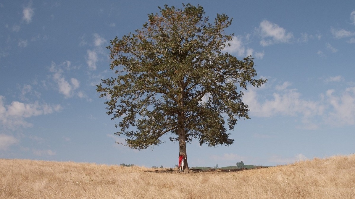 Boy hugging a big tree alone in a field.