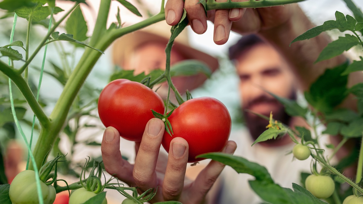 Man picking ripe tomatoes in garden