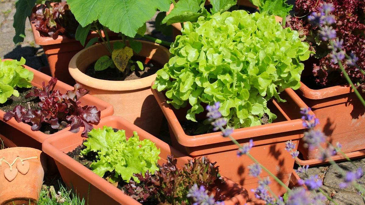 Growing lettuce in containers on the terrace