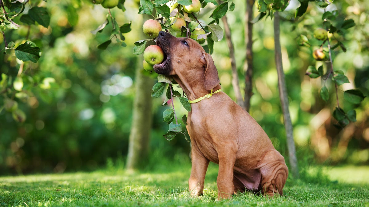 Puppy eats an apple from the tree
