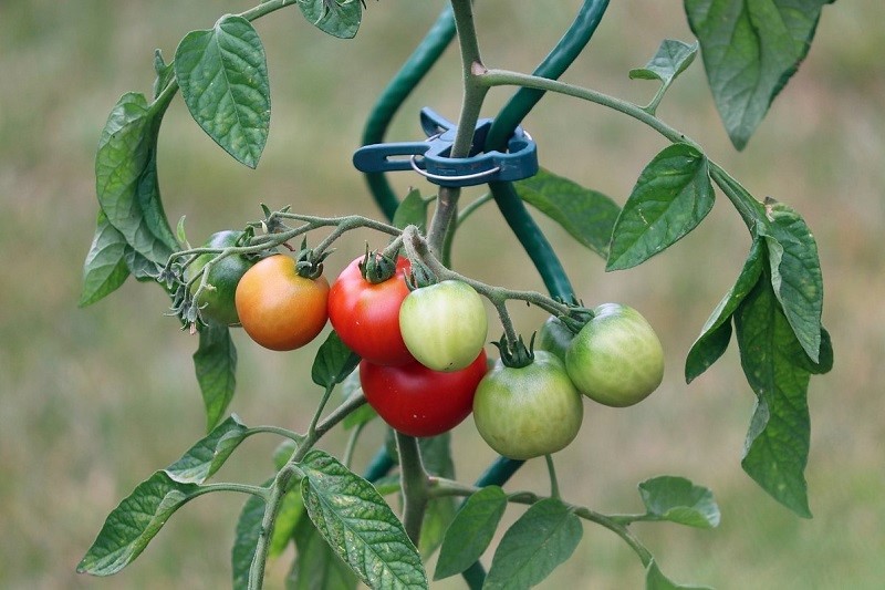 Tomatoes growing on vine that is staked up.