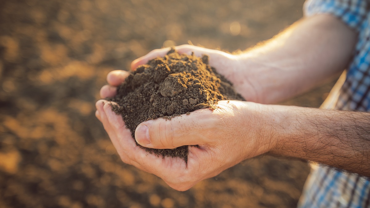 Close-up of man's hands holding healthy soil