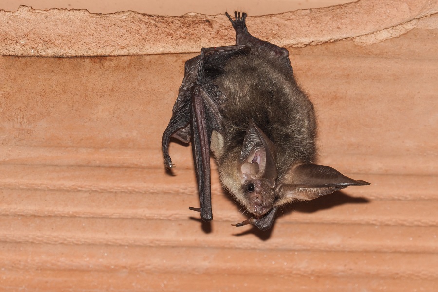 Brown long-eared bat (Plecotus auritus)