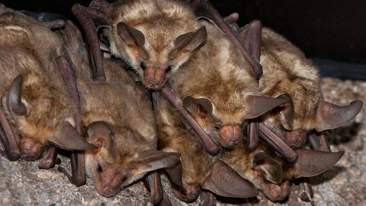 Pallid Bat group taken in SE Arizona in the wild