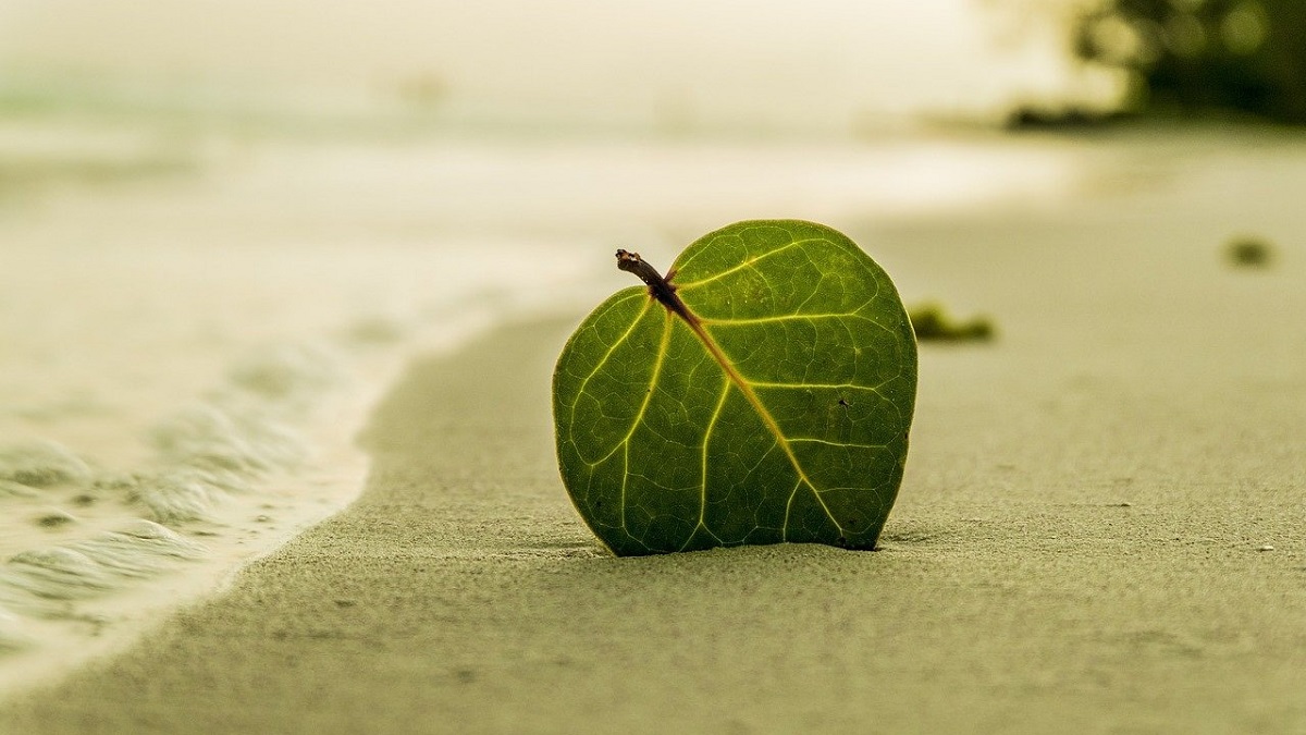 Green leaf on beautiful, clean beach