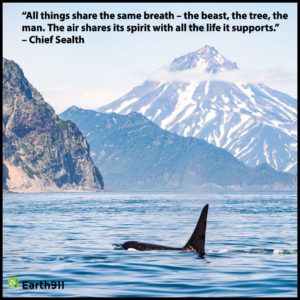 "All things share the same breath -- the beast, the tree, the man ... " --Chief Sealth