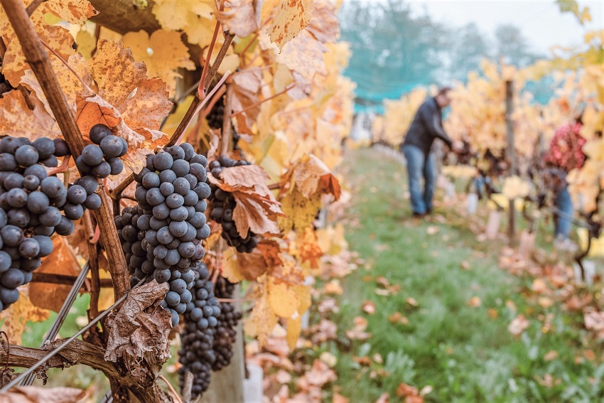 Harvesting grapes for wine