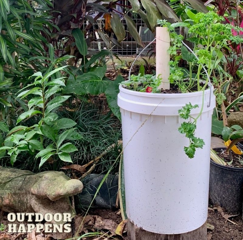 5-gallon bucket repurposed into a veggie garden