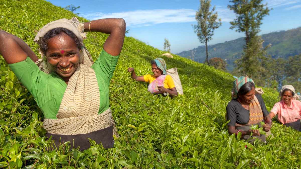 Asian plantation workers picking tea