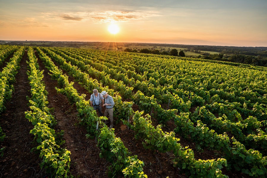 Wine growers in field at sunset