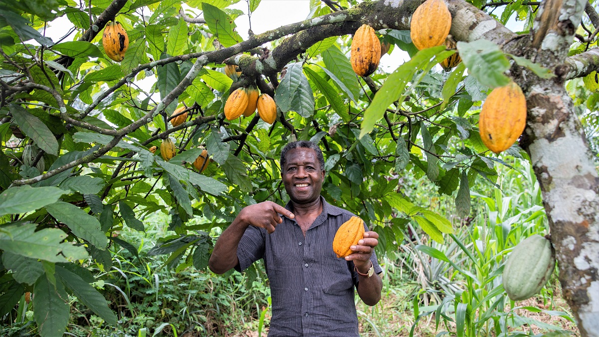 A farmer on his cocoa plantation