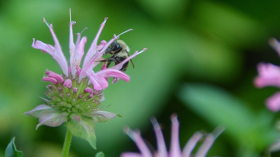 Bee on bee balm flower