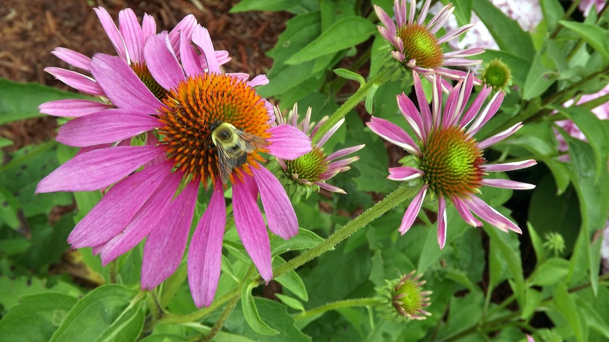 Bee on purple cone flower