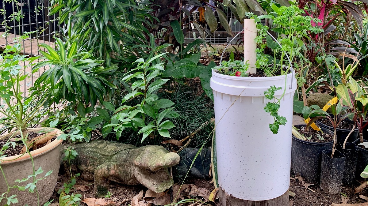 5-gallon bucket repurposed to grow veggies