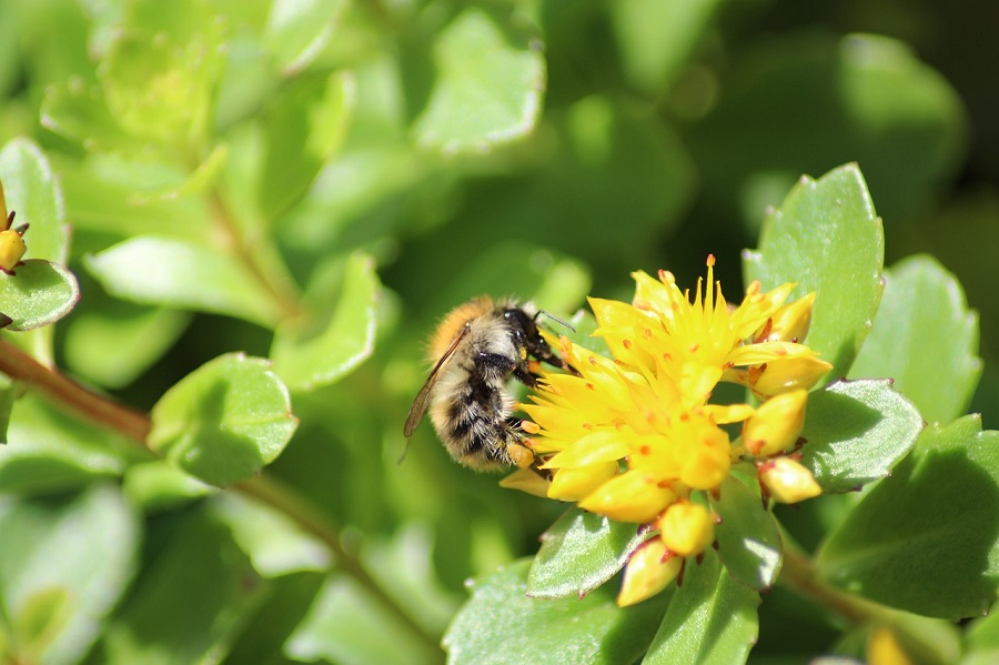 bee on sedum flower