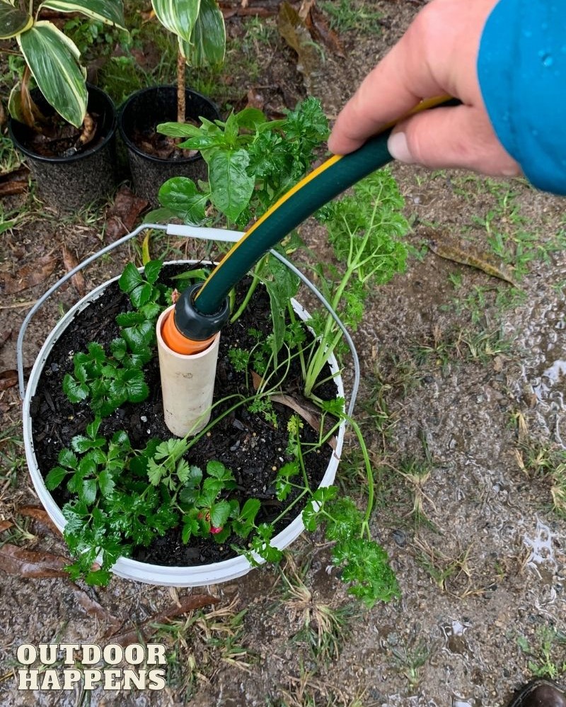 irrigating the bucket vegetable garden