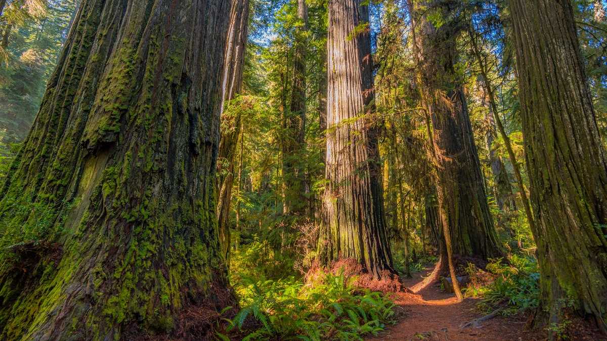 ancient redwood trees in an old growth forest