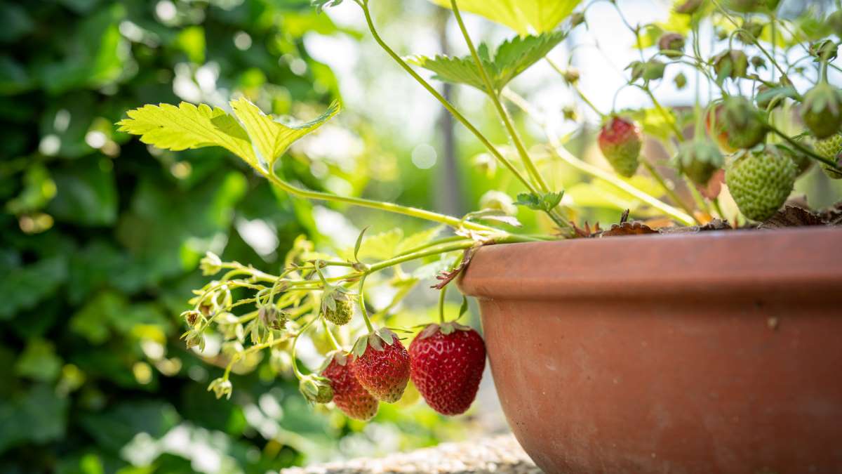 strawberries growing in a pot outside