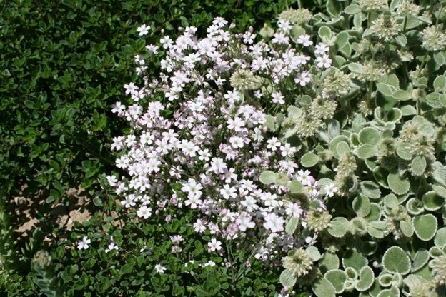 ground cover