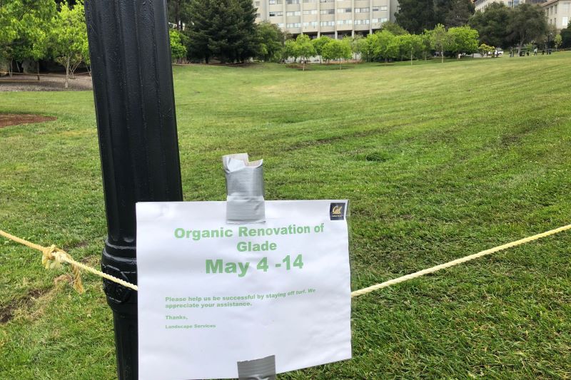 Green space on UC Berkeley undergoing organic renovation