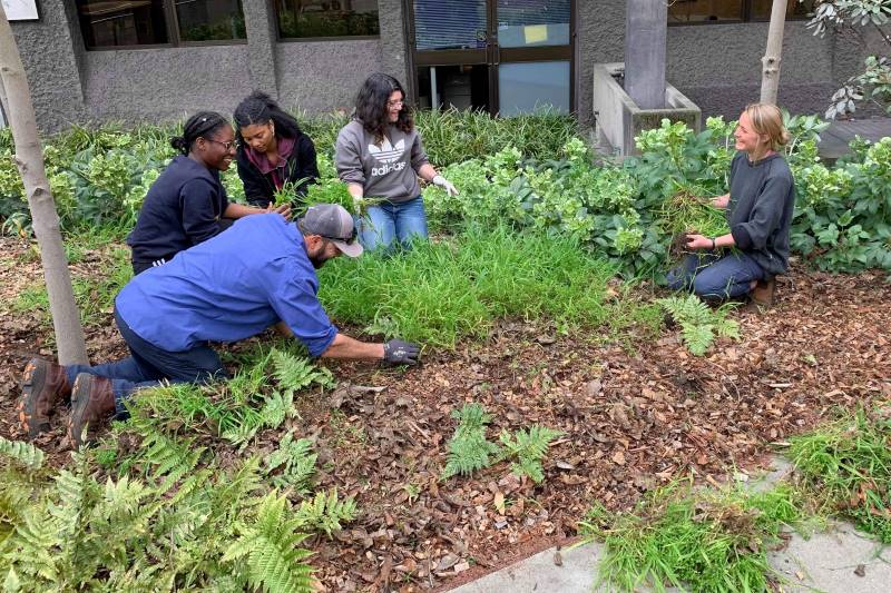 students weeding with member of UC Berkeley grounds crew