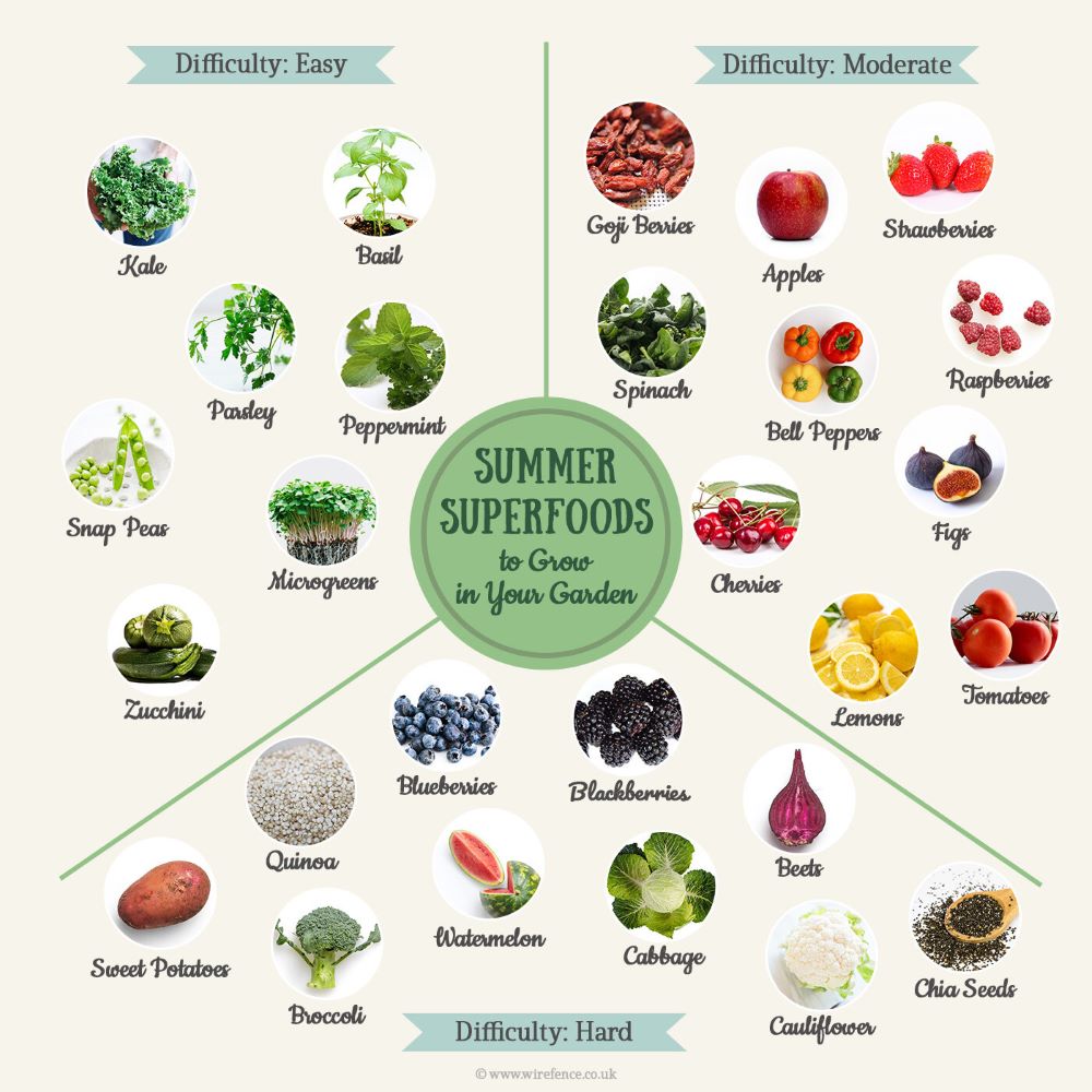 Summer Superfoods To Grow in Your Garden