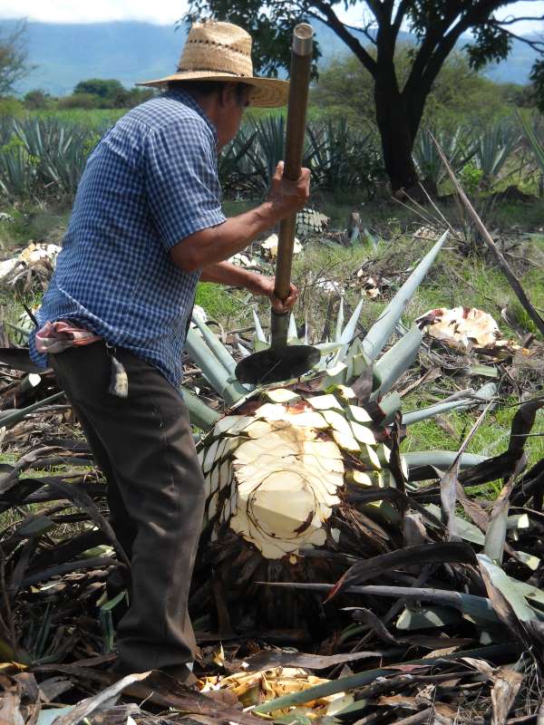 Farmer harvesting agave by hand