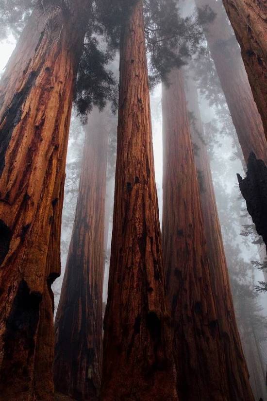 ancient Sequoia trees