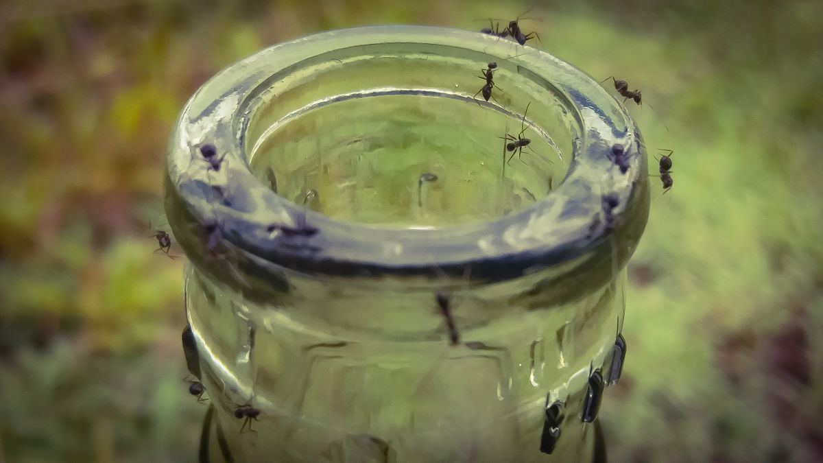 Ants cleaning out a glass bottle