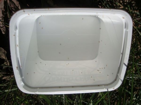 Ants have almost cleaned the butter tub