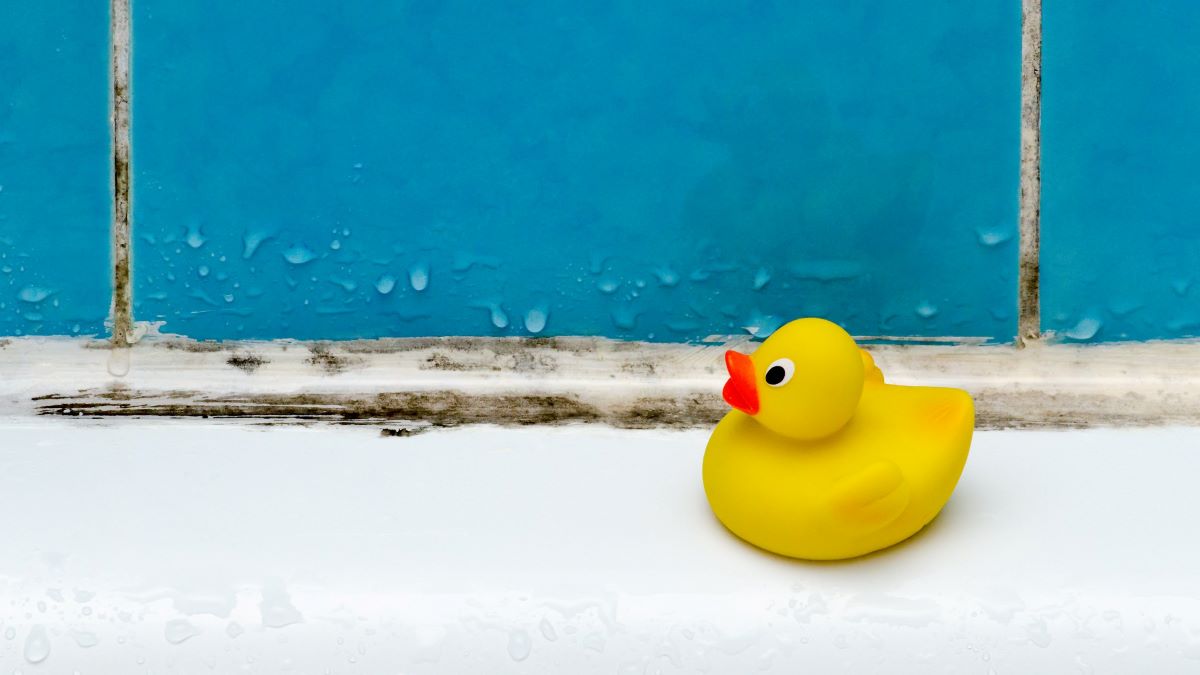 Rubber duck on side of moldy bathtub