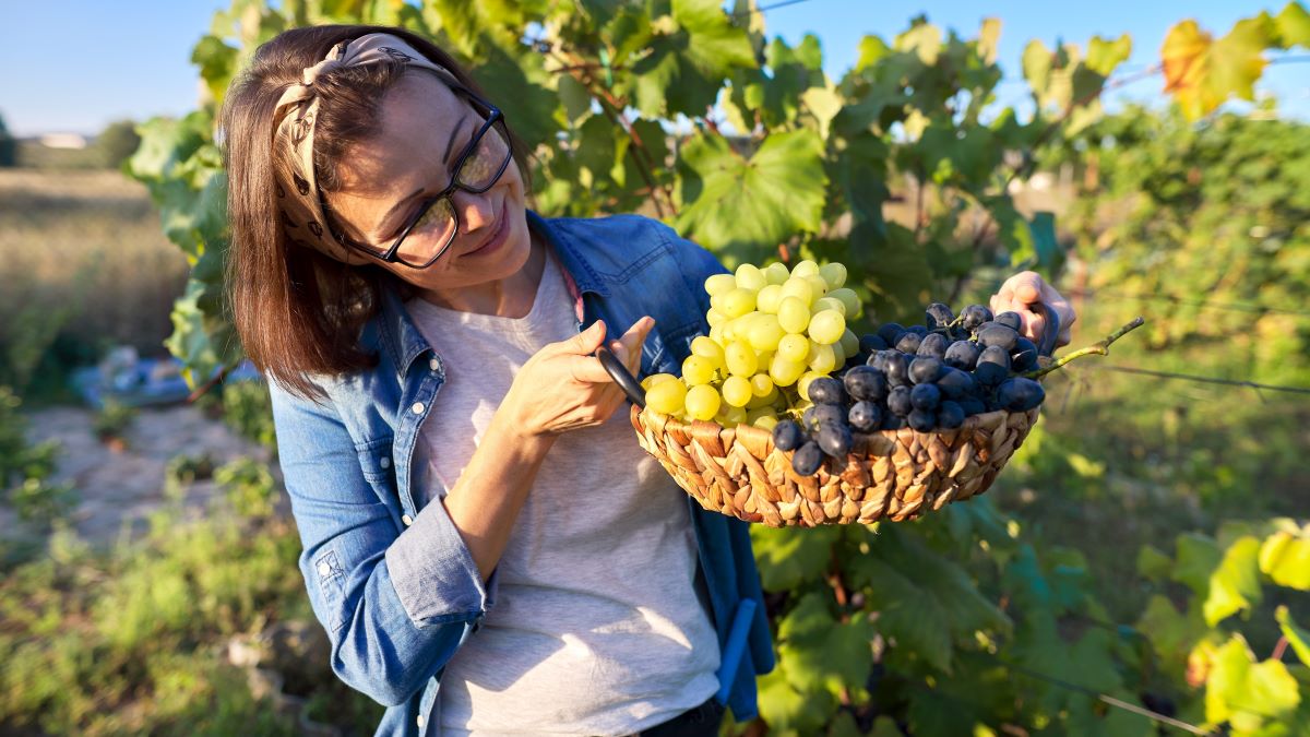 woman holding basket of freshly harvested local grapes