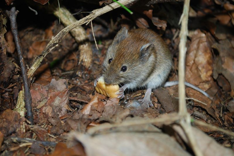 brown mouse eating a cracker