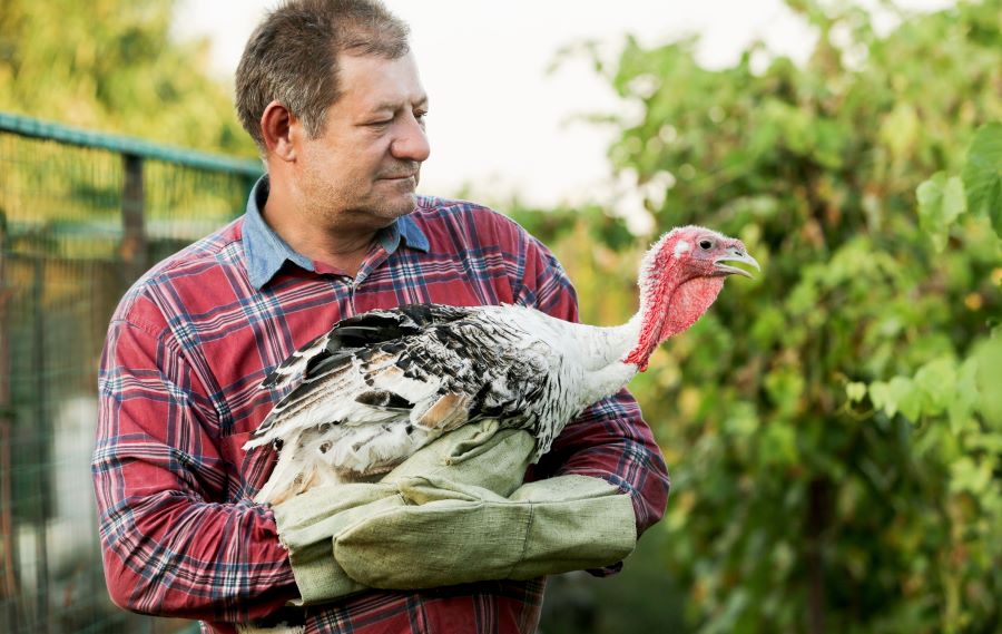 Farmer holding a turkey