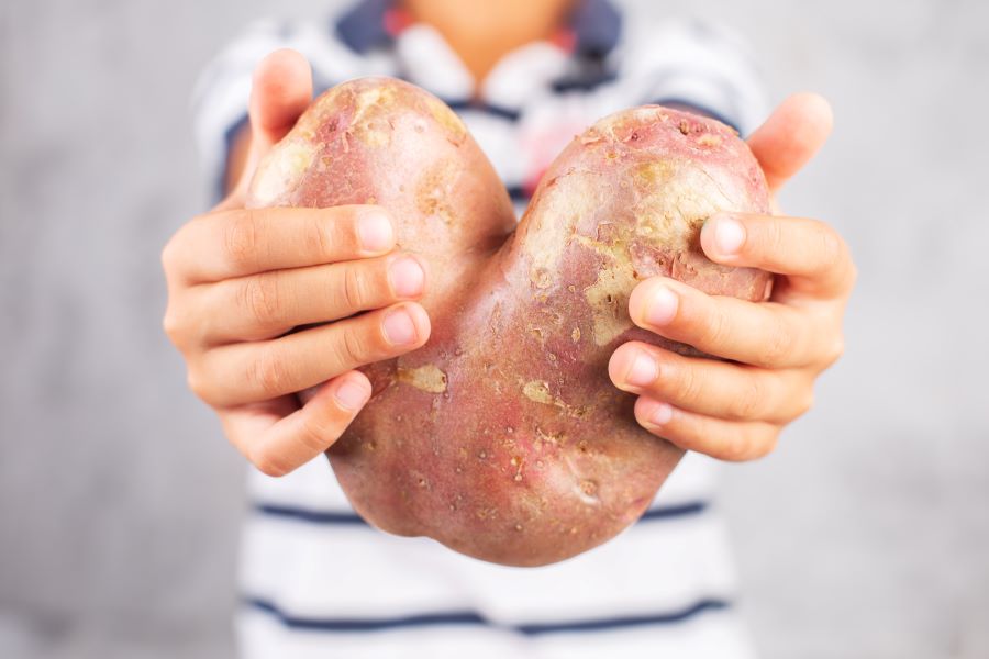 Le garçon tient une pomme de terre en forme de coeur