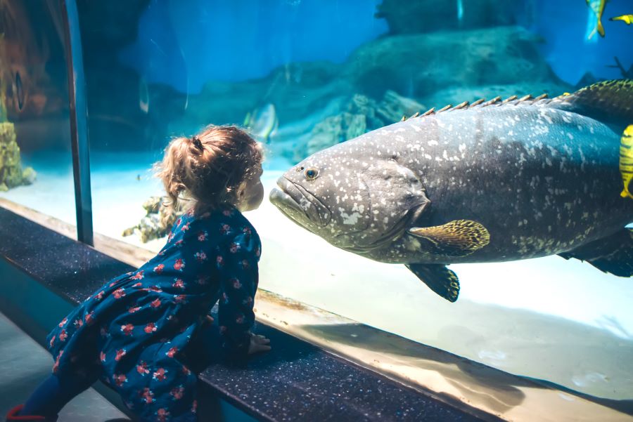 child watching fish through glass at an aquarium
